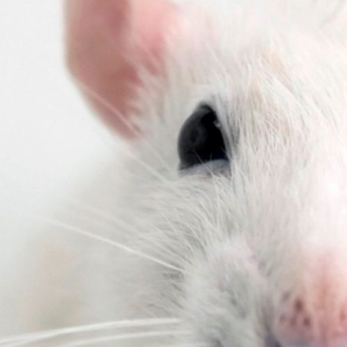 Recuperan la visión en ratones con degeneración retinal al implantar gen de las células de conos en células ganglionares