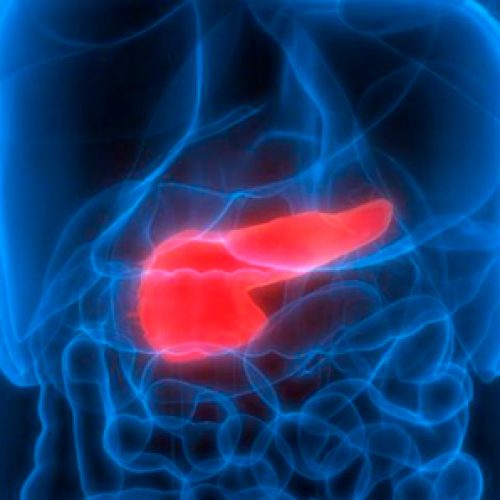 Logran por primera vez la desaparición del cáncer de páncreas en ratones