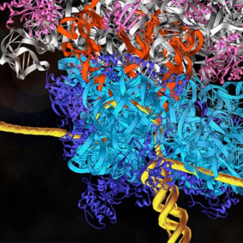 Revisiting the Central Dogma of Molecular Biology at the Single-Molecule Level