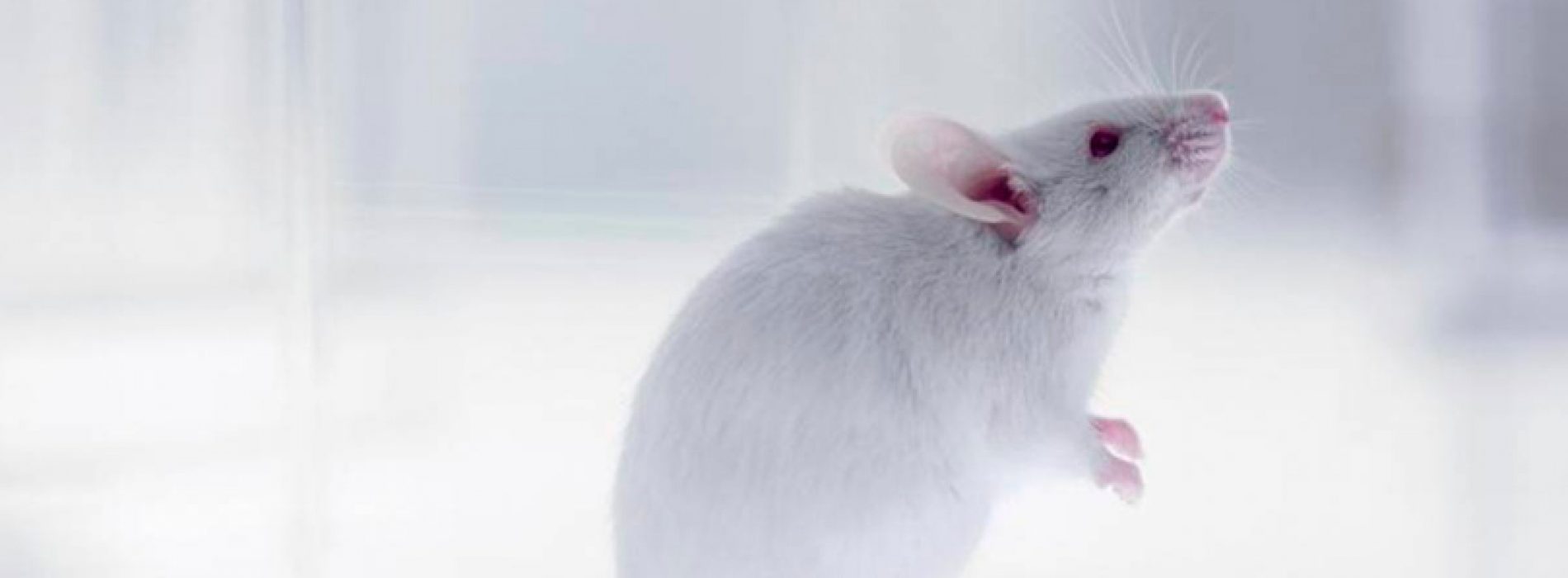 CRISPR/Cas9 used to control genetic inheritance in mice