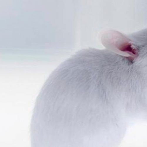 CRISPR/Cas9 used to control genetic inheritance in mice