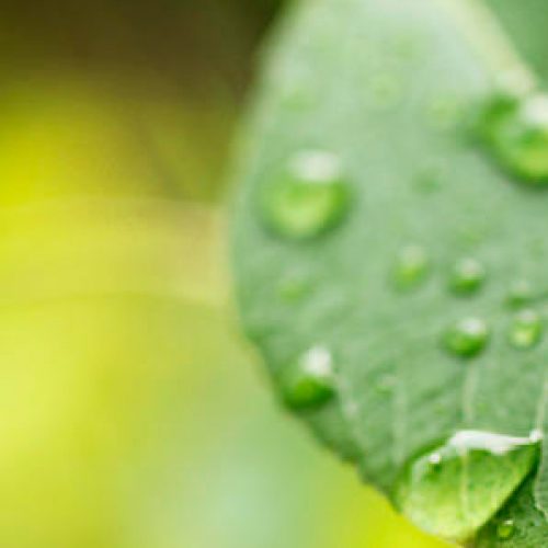 Seminario «Different approaches to understand the role of flavonoids in plant biology»