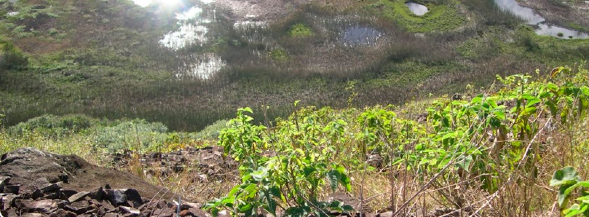 Estudio genético dice que el origen de los primeros habitantes de Rapa Nui está en Taiwán