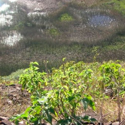 Estudio genético dice que el origen de los primeros habitantes de Rapa Nui está en Taiwán