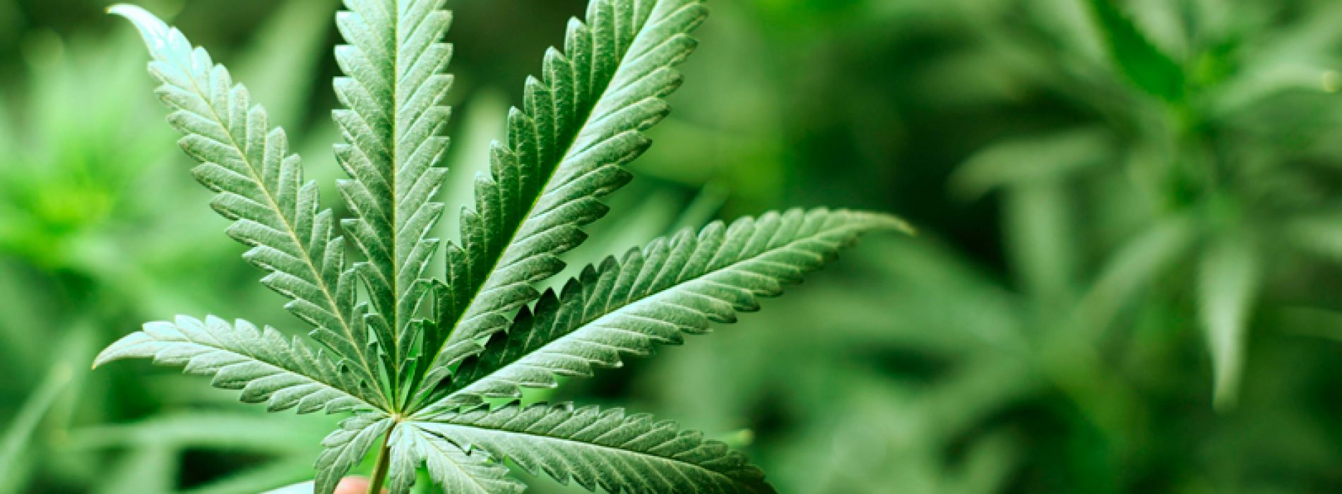 Inédito en Chile: UdeC lanza curso sobre uso medicinal de cannabis sativa en personas