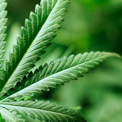 Inédito en Chile: UdeC lanza curso sobre uso medicinal de cannabis sativa en personas