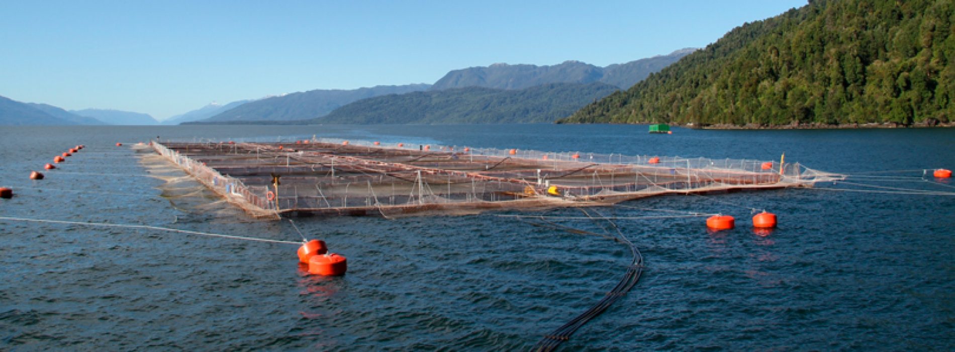 Investigadores PUCV se adjudican proyecto Conicyt de Genómica e Inmunología de Peces