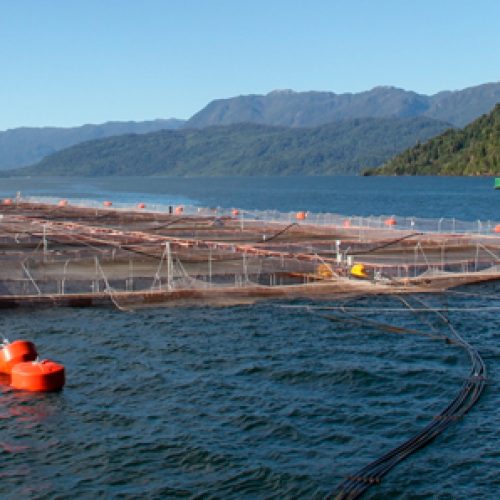 PUCV researchers awarded Conicyt project for Genomics and Fish Immunology
