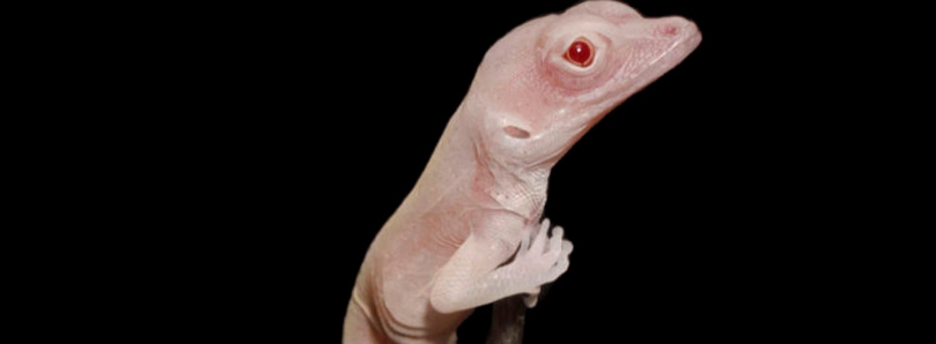 Scientists create albino lizards, first genetically modified reptile
