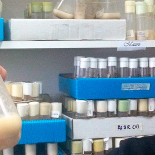 With 2-millimeter flies, they look for genetic causes of Parkinson's in Latin America