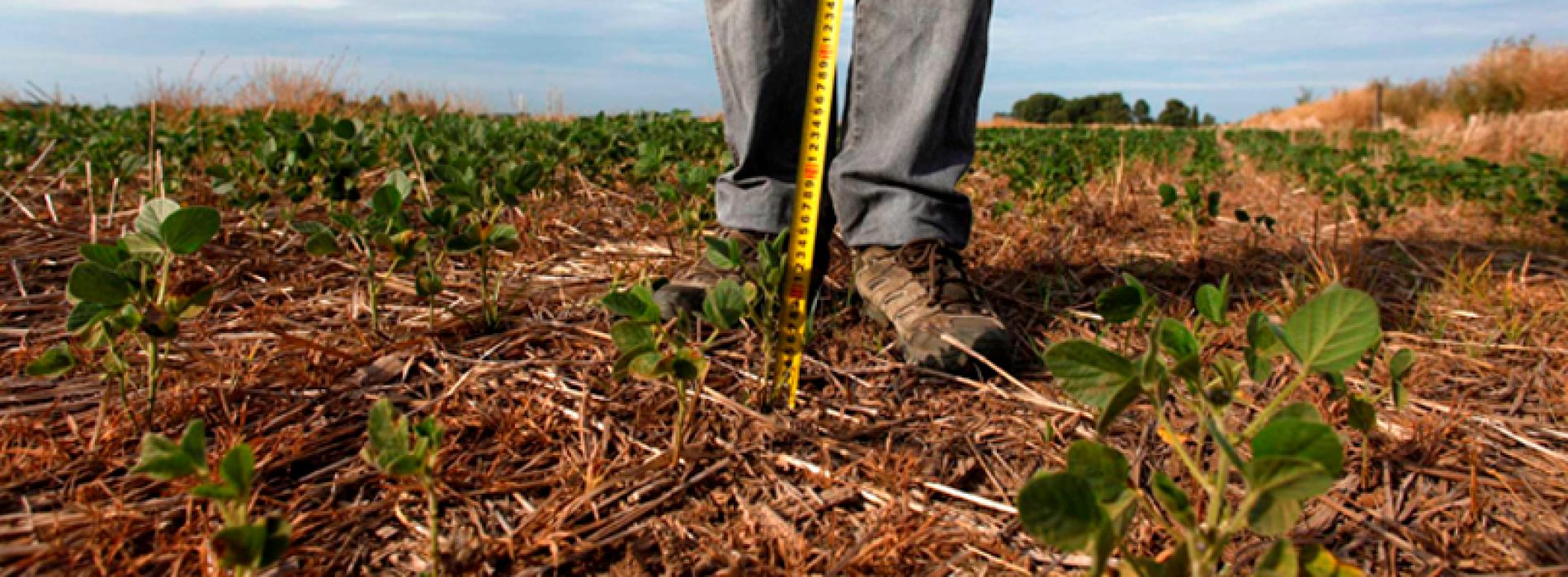 Investigadores de la U. de Chile generarán frutos resistentes al cambio climático
