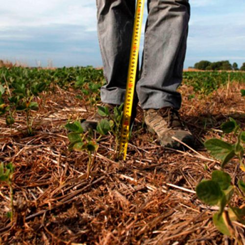 Investigadores de la U. de Chile generarán frutos resistentes al cambio climático