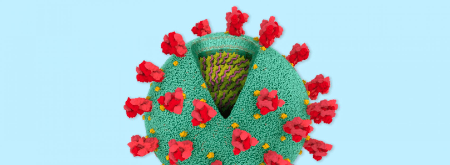 ¿Qué es lo que hay al interior del Coronavirus?