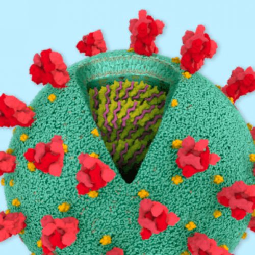 ¿Qué es lo que hay al interior del Coronavirus?