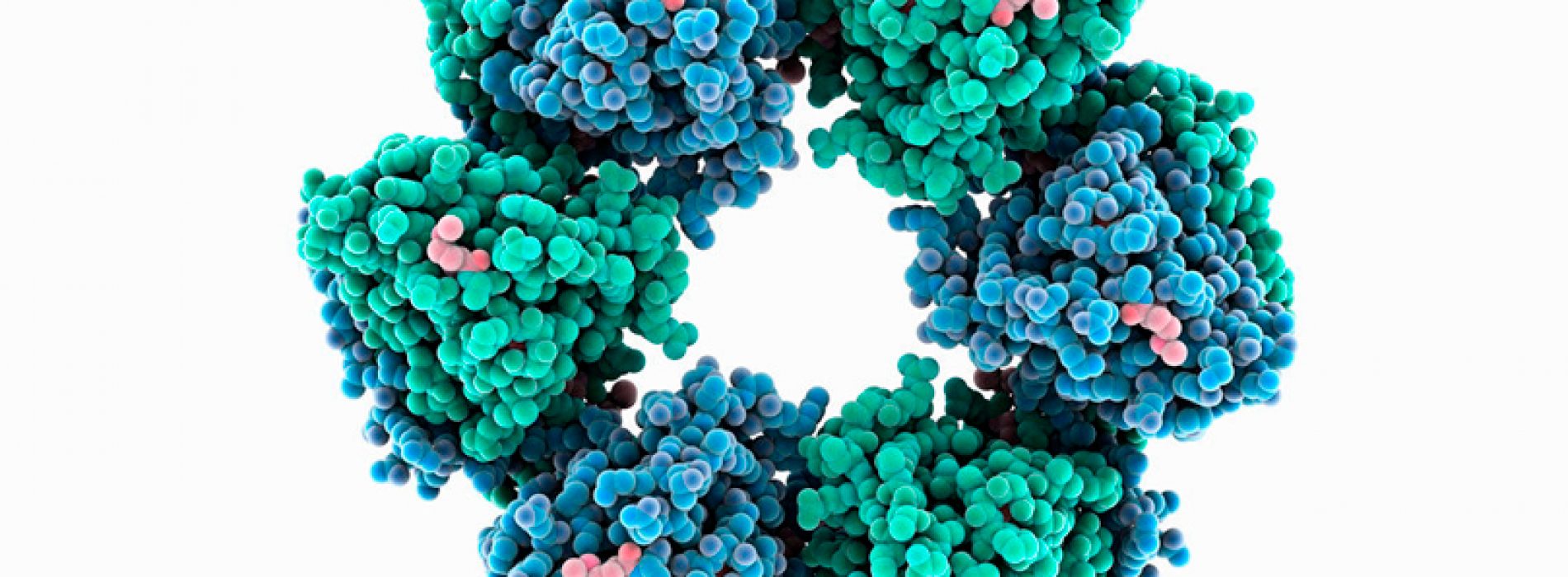 Biólogos generan una nueva forma de combatir los virus con anticuerpos de llama