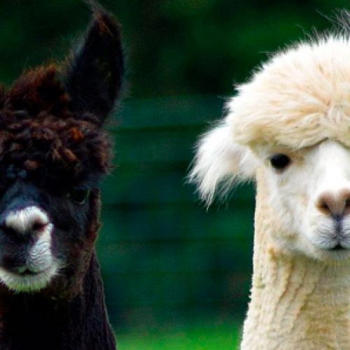 Chilean scientists study alpacas antibodies to fight COVID-19