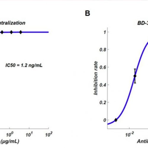 Research team finds effective neutralizing antibodies against SARS-CoV2