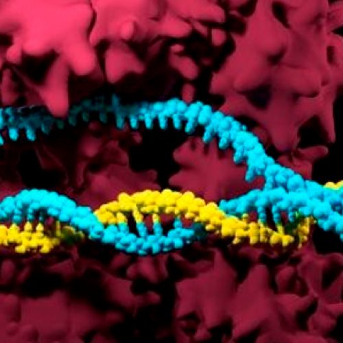 Nature-inspired CRIPSPR enzymes for expansive genome editing