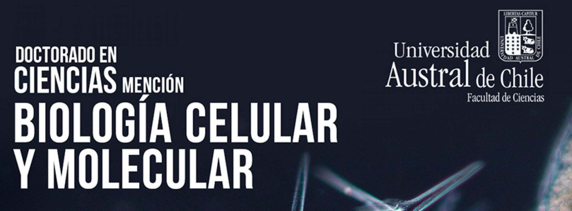 Postulación a Doctorado en Ciencias mención Biología Celular y Molecular de la Universidad Austral de Chile