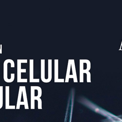 Postulación a Doctorado en Ciencias mención Biología Celular y Molecular de la Universidad Austral de Chile