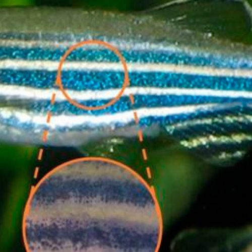 Cómo el pez cebra obtuvo sus rayas