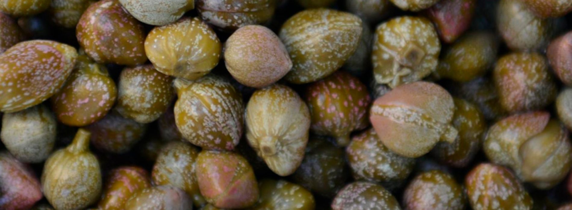 Las alcaparras activan proteínas importantes para la salud de nuestro cerebro y corazón