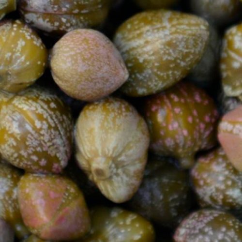 Las alcaparras activan proteínas importantes para la salud de nuestro cerebro y corazón