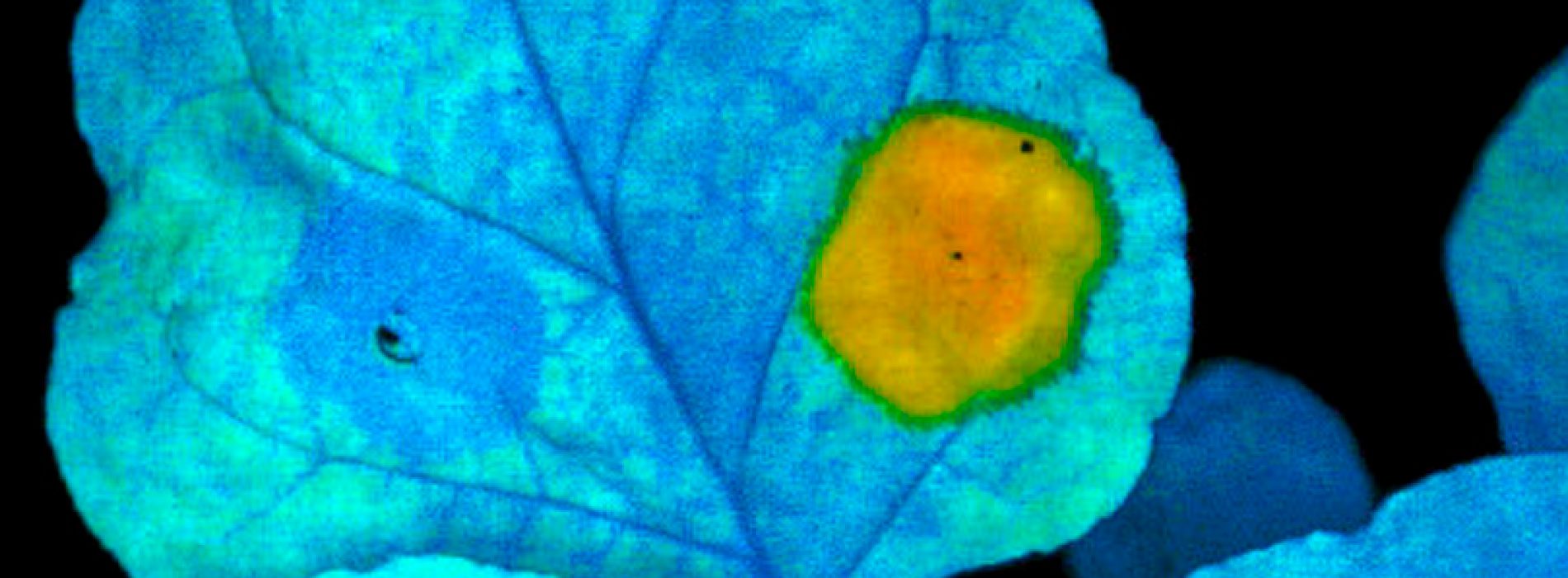 Nuevo método de biofortificación que transforma las hojas en depósitos de nutrientes