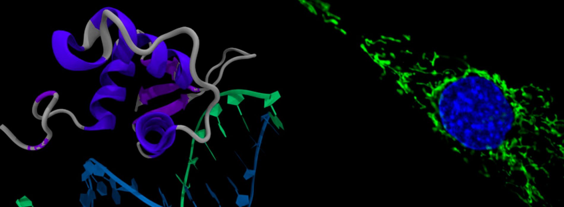 PhD in Biochemistry from the University of Chile