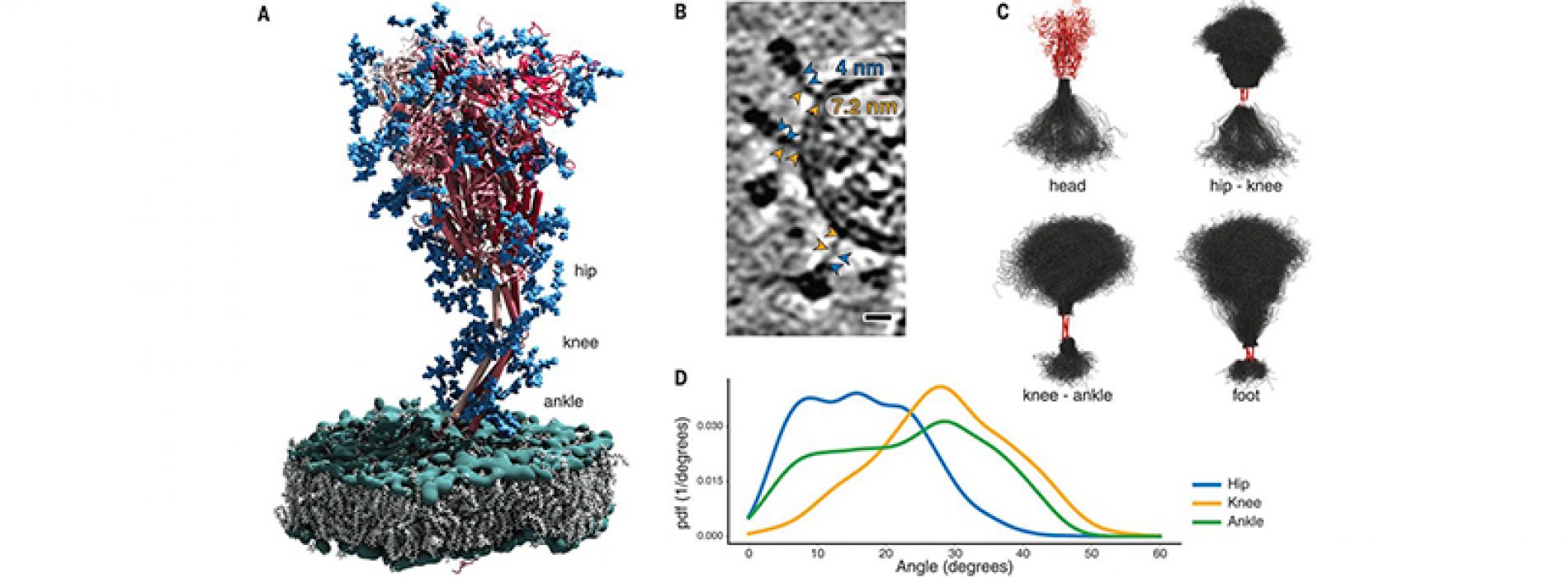Análisis estructural in situ de la proteína S del SARS-CoV-2 revela existencia de «bisagras» que permiten flexibilidad