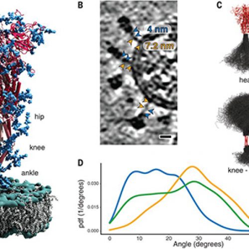 Análisis estructural in situ de la proteína S del SARS-CoV-2 revela existencia de «bisagras» que permiten flexibilidad