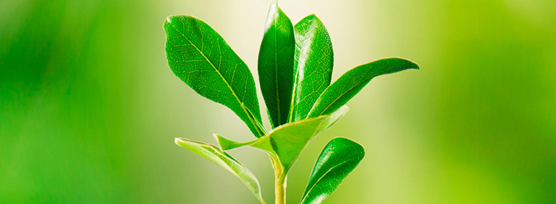 Seminario internacional: “Impact of abiotic stresses in plants: What can metabolomics tell us?”