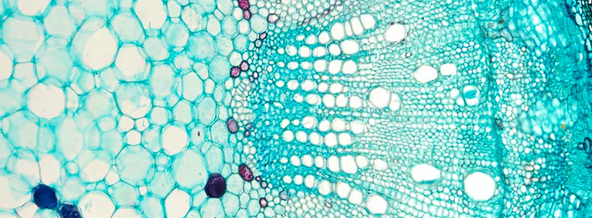 Chilean Society for Cell Biology 2020 Colloquim Series in Cell Biology