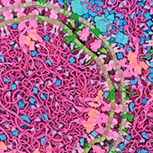 IUBMB November Newsletter: Issue 10