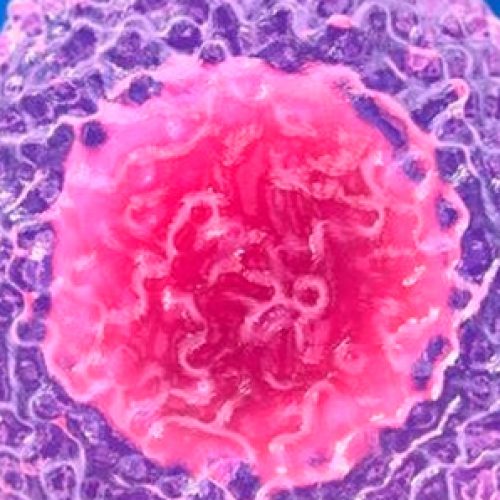 Las incógnitas conocidas de la inmunidad de las células T al covid-19