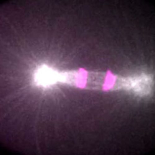 Investigadores observan «spindle checkpoint» de cinetocoros que controlan el inicio de la mitosis