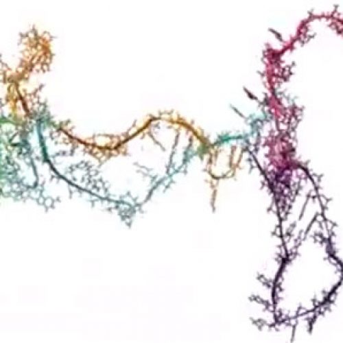 Nuevos videos muestran el misterioso plegamiento del RNA