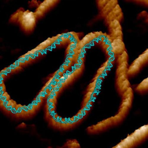 Early videos show what the movement of DNA's double helix is like