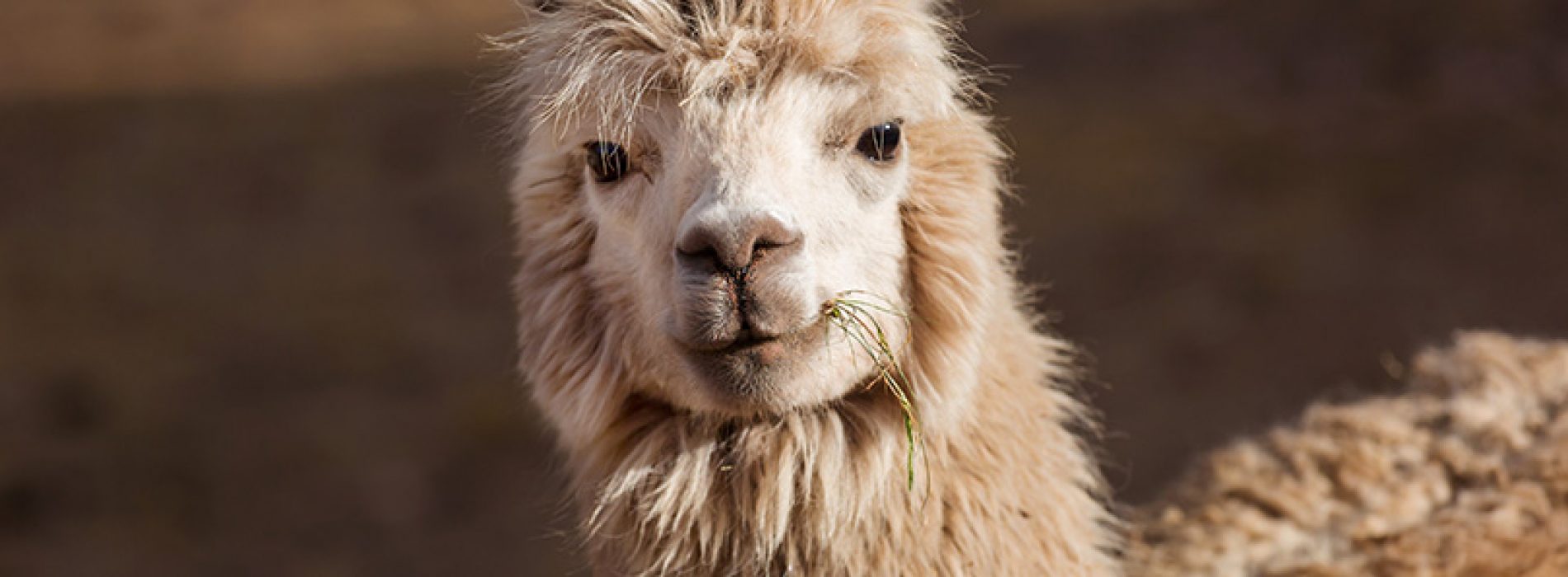 Investigadores chilenos descubren anticuerpos de alpacas que neutralizarían tres variantes de Covid-19