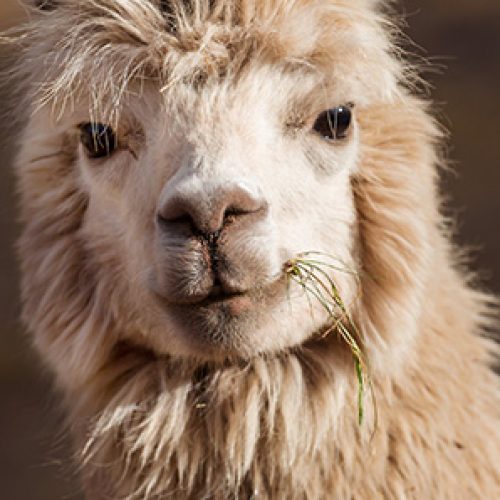 Investigadores chilenos descubren anticuerpos de alpacas que neutralizarían tres variantes de Covid-19