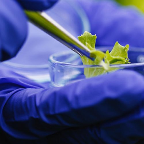Curso de Biotecnología Vegetal. Clase Magistral “Mejoramiento genético vegetal en la era del cambio climático y la seguridad alimentaria”