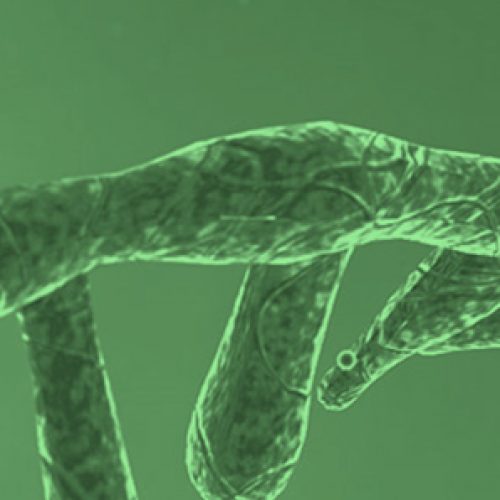 En agosto se celebró el día mundial del RNA