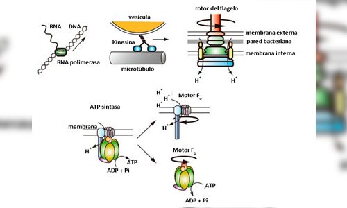 Is the cell really a machine?
