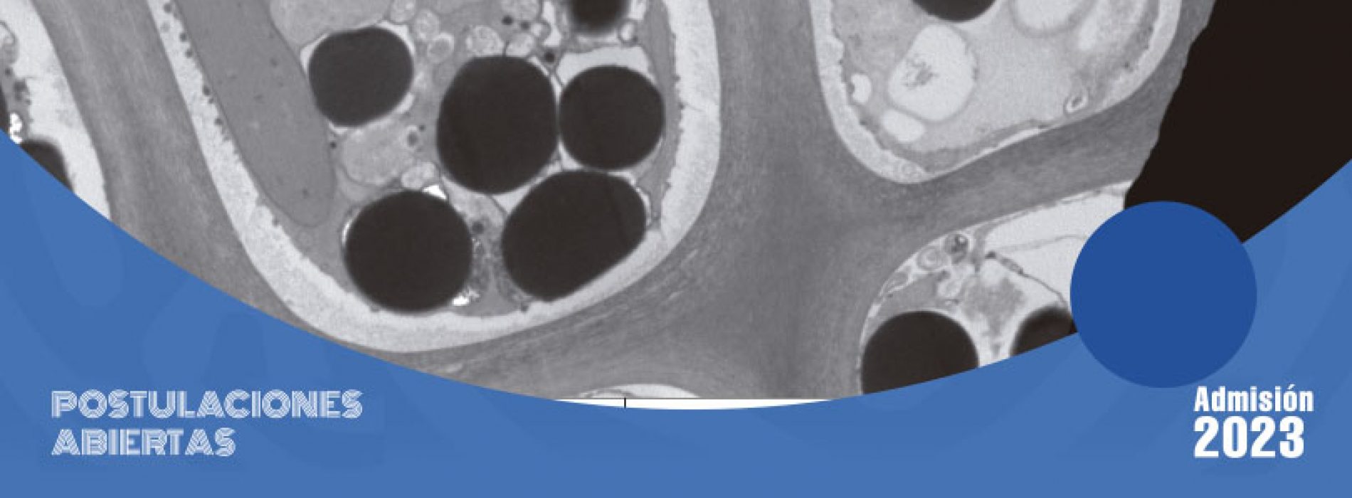 PhD applications in Cellular and Molecular Biology from Universidad Austral