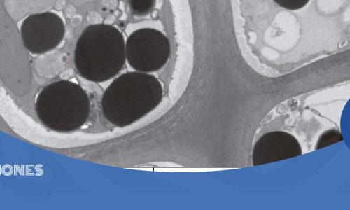 Postulaciones Doctorado en Biología Celular y Molecular de la Universidad Austral