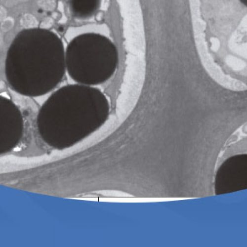 PhD applications in Cellular and Molecular Biology from Universidad Austral